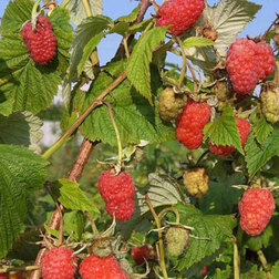 ���������� ������ �������  