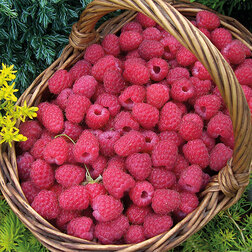 ���������� ������ ������� ��������  