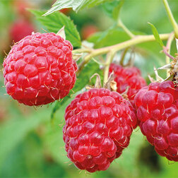 ���������� ������� ������ ��������  