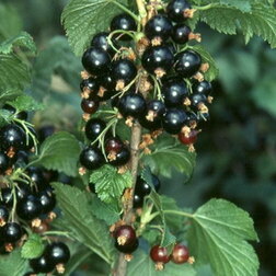 ���������� ��������� ������ �����  