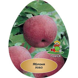 ���������� ������ ����  