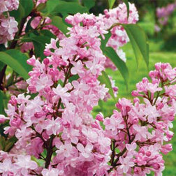 ���������� ������ ������������ ���������  