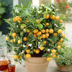 ���������� ��������-���� (Microcarpa Calamondin)  