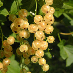 ���������� ��������� ����� ����� ���  