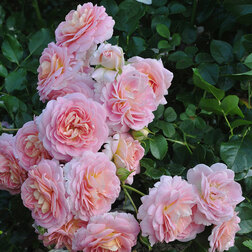 ���������� ���� �������� �������� 94  