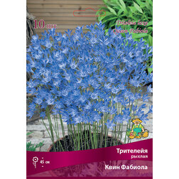 ���������� ��������� ������ ���� ������� (10 ��.)  