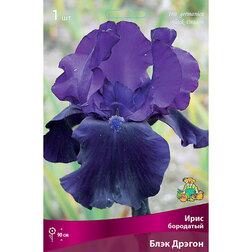 ���������� ���� ��������� ���� ������ (Iris germanica Black Dragon)  