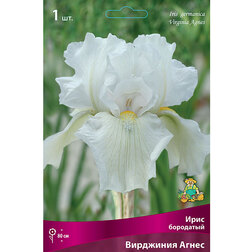 ���������� ���� ��������� ��������� ����� (Iris germanica Virginia Agnes)  
