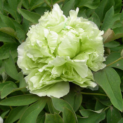 ���������� ���� ����������� ������� ����  