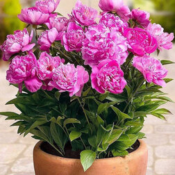 ���������� ����� ����������� (�����) ���  