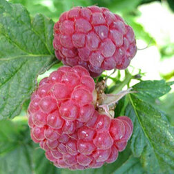 ���������� ������ ������  