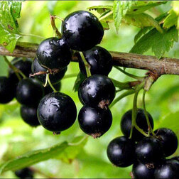 ���������� ��������� ������ ������ ����  