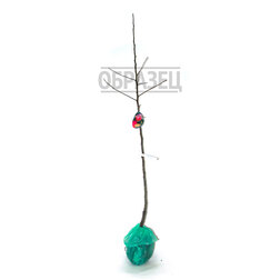 ���������� ������ ��������� (� �����) (������ 54-118 ��������.)  