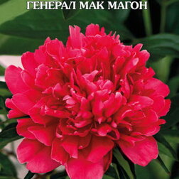 ���������� ���� ����������� ������� ��� �����  