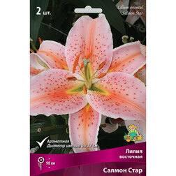 ���������� ����� ��������� ������ ���� (2 ��.)  
