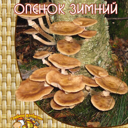 ���������� ����� ������ (12 ��.)  