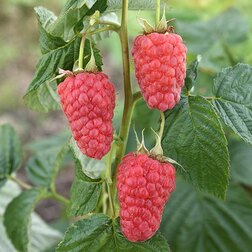 ���������� ������ ����� ������  