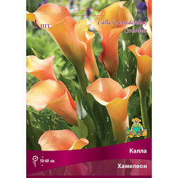 ���������� ����� ��������  