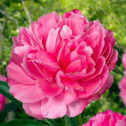 ���������� ���� ����������� ������ *  