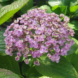 ���������� ��������� �������������� ���� (Hydrangea macrophylla)  
