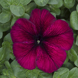 ���������� ������� ����������� ����� �������� (��-1000�����) ���������������� ������  