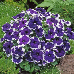 ���������� ������� ����������� ����� ������ ��� (��-1000�����) ���������������� ������  