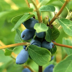 ���������� ��������� ��������� �������  