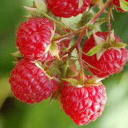 ���������� ������ ������� (��� �����)  