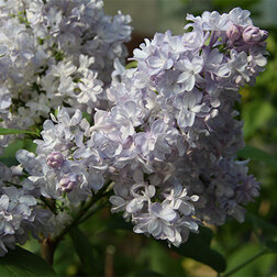 ���������� ������ ������������ ����������  