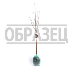 ���������� ����� �������� (����������, ����� ����������) (������ ����� �����������) (� �����)  