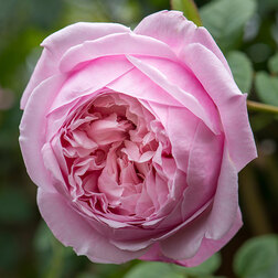 ���������� ���� �������� ���������� ������ �� ������  