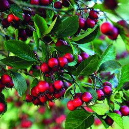 ���������� ��������� ������������  