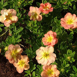 ���������� �������� ������������� ����� ����  