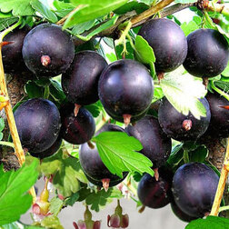 ���������� ��������� ��������  