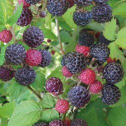 ���������� ������ ���������� (������������ ����)  