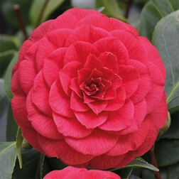 ���������� ������� �������� ��������� �������  