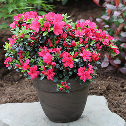 ���������� ������ �������� �������  