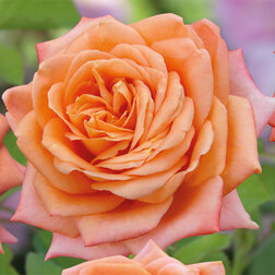 ���������� ���� �����-��������� ���������  