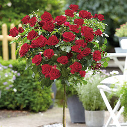 ���������� ���� ��������� ���������� ������ ��� (����� 45)  