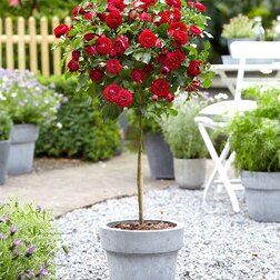 ���������� ���� ��������� ����� (����� 60)  