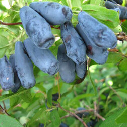 ���������� ��������� ��������� �������� ������  