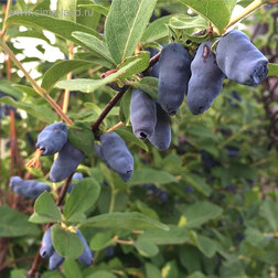 ���������� ��������� ��������� �������  