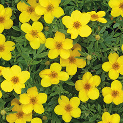 ���������� �������� ������������� ����� ������  