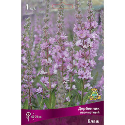 ���������� ��������� ���������� ����  