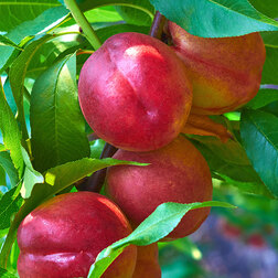 ���������� �������� ���� (������ �����) (� �����)  