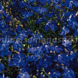 ���������� ������� ��������� ������ ����� ��� (1��-1000�����) ���������������� ������  