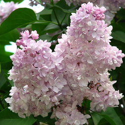 ���������� ������ ������������ ������ ��������  