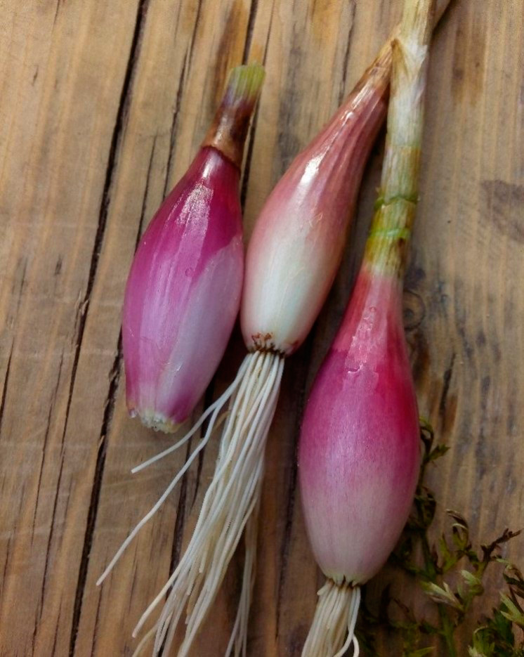 ���������� ������ Elite Seeds ��� ����� (��������) ������� ���� ����, 20 � ���������������� ��������  