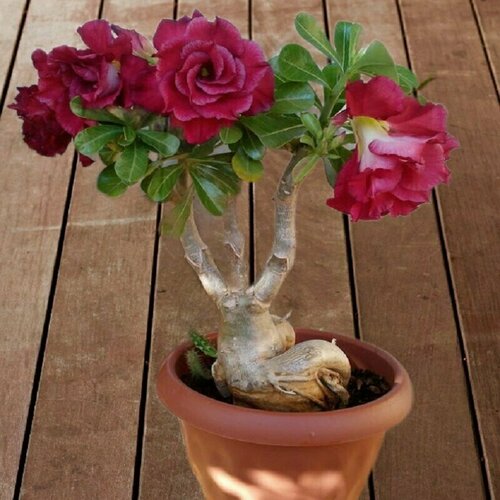 ���������� ������� Rose Valentine, ������� ����������, ������