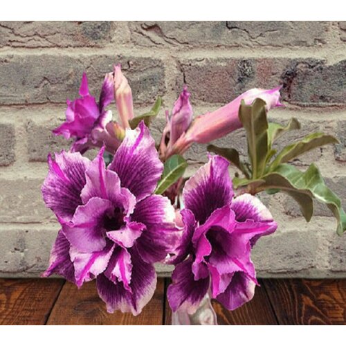 ���������� ������� Wild Purple, ����� ����������, ������